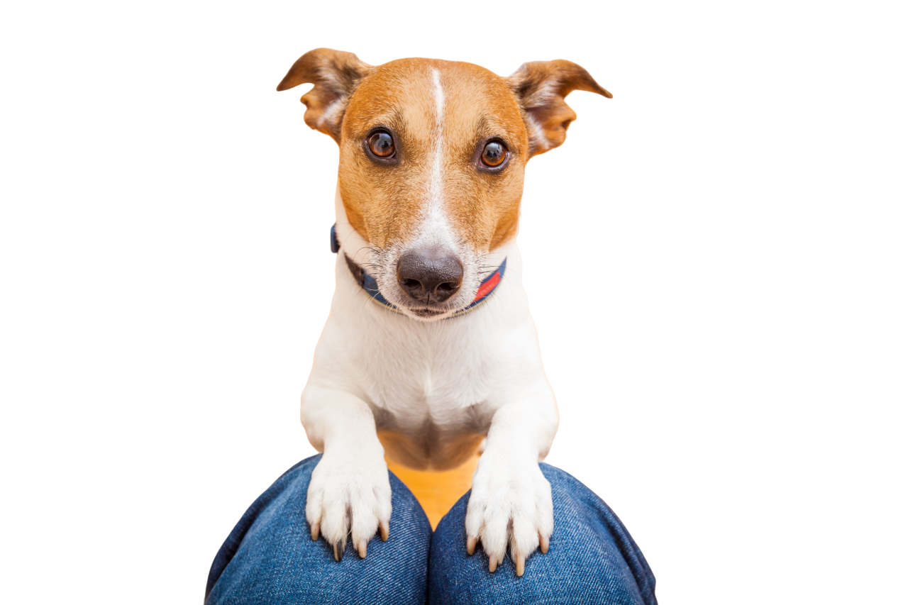 A Dog Comfortably Sits on a Person’s Legs