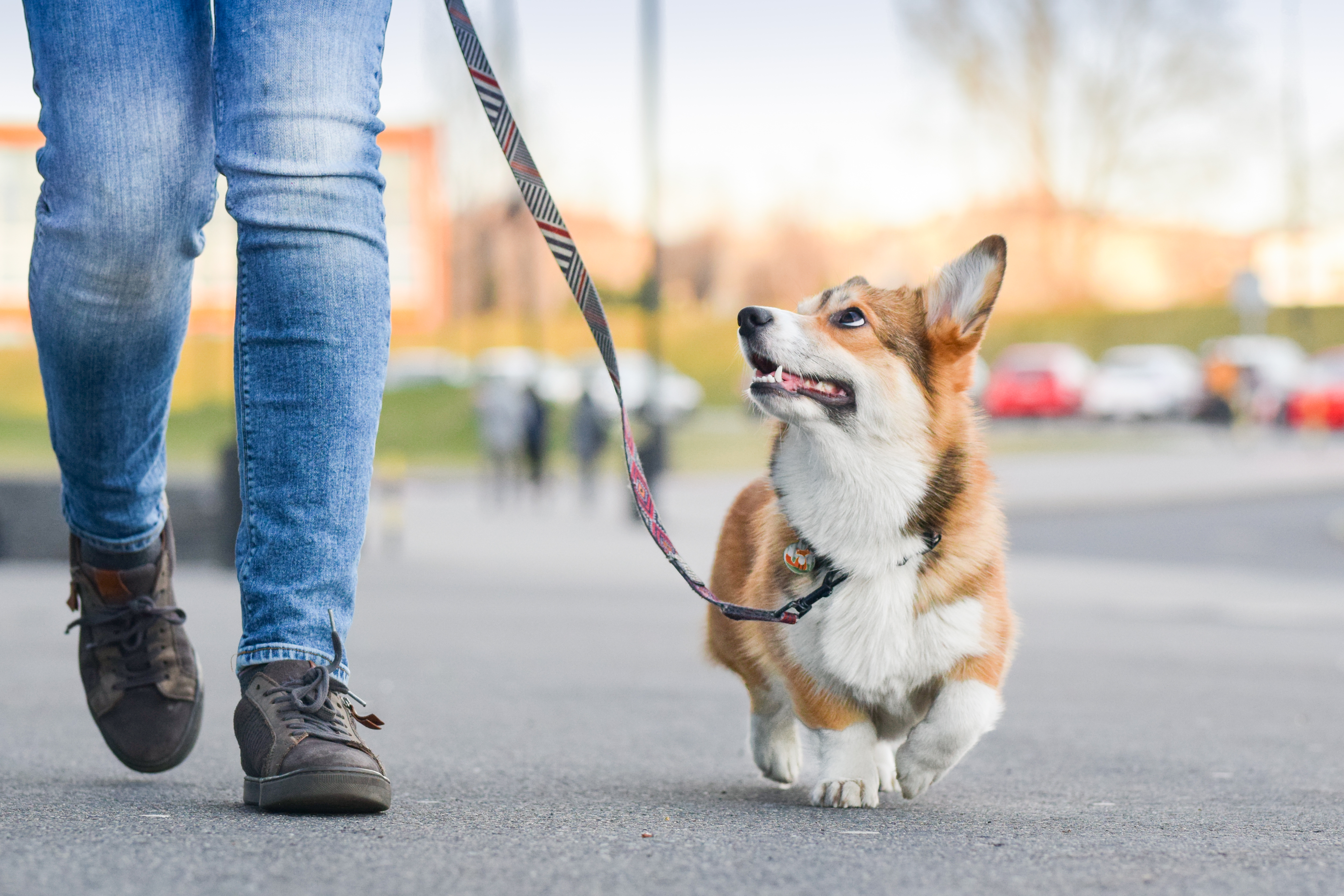 A Person Walking the Dog