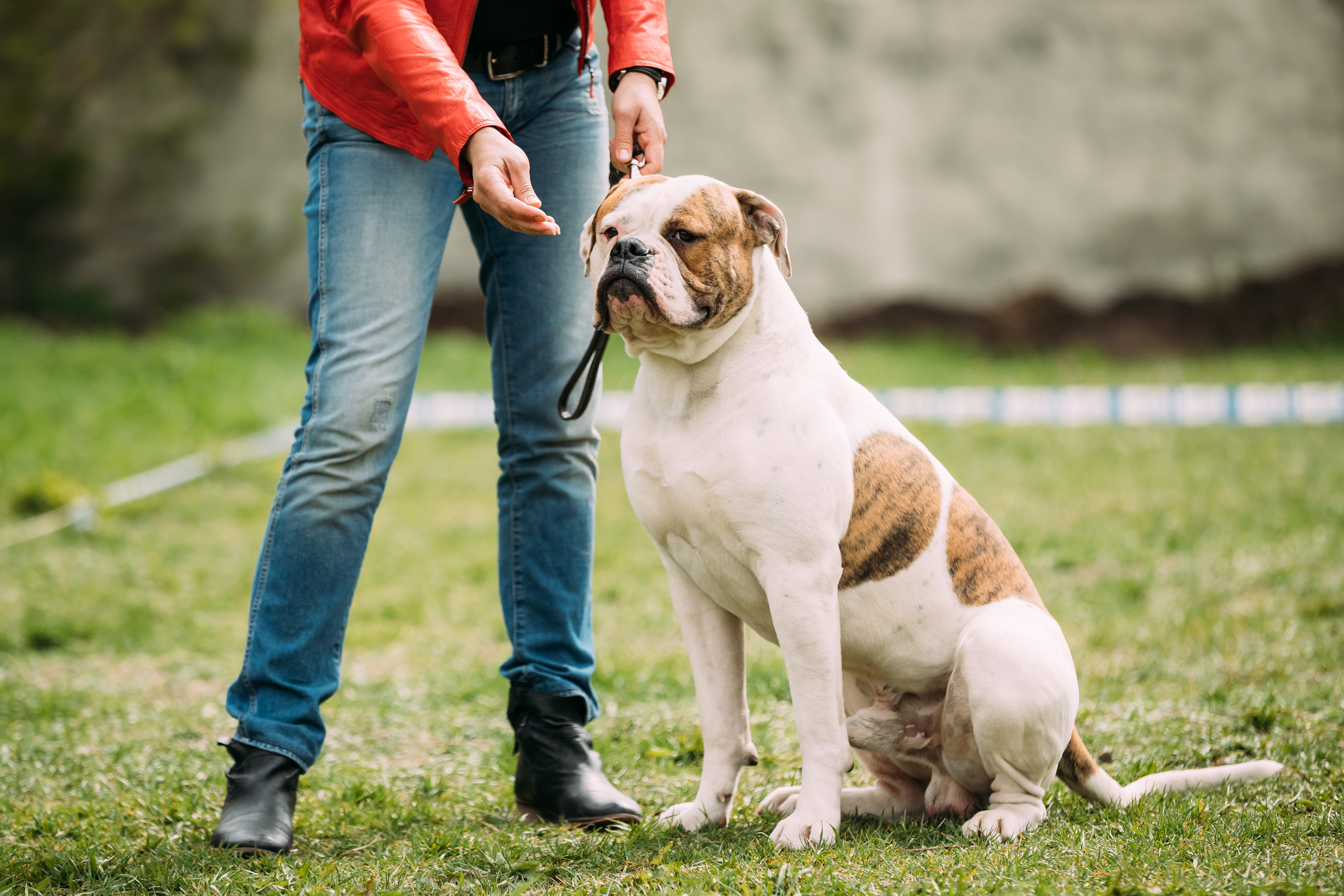 A Man and His Dog Training Together in the Park